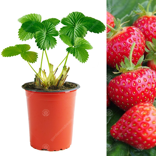 Strawberry hapil fast - 'hapil',
