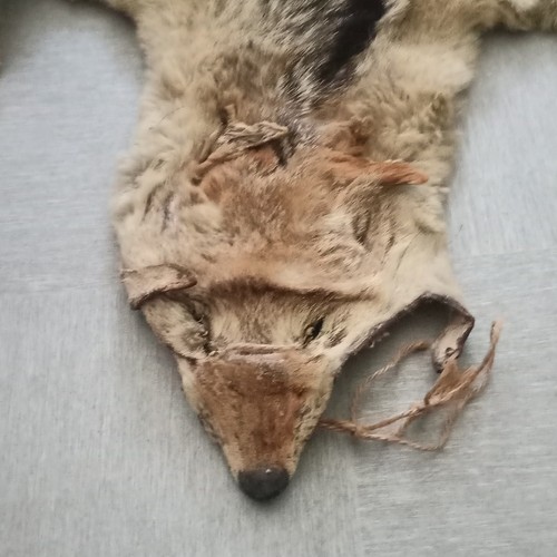 Genuine black backed jackal - black-backed,