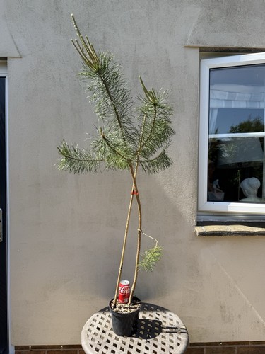Pinus sylvestris scots pine - pinus,