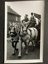 A Pair of White Dray Horses