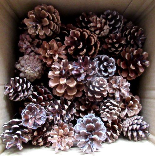 Mixed sizes natural - sizes, pine