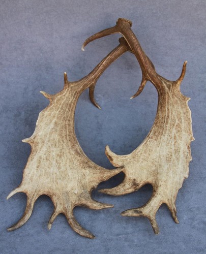 Naturally shed set fallow - naturally,