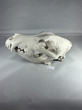 Replica animal dog skull