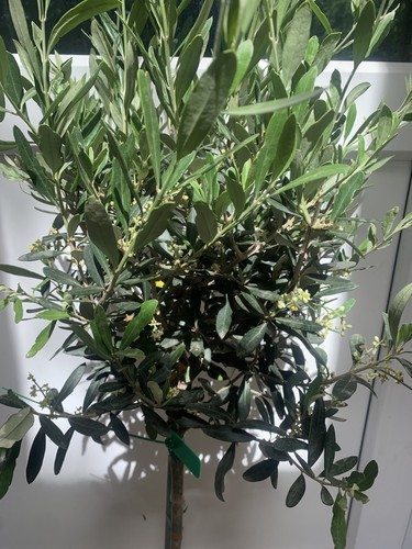 Olive tree 110 120cm tall - 110-120cm,