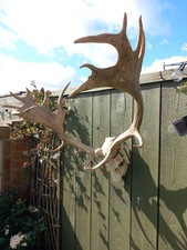Taxidermy fallow deer antlers - fallow,