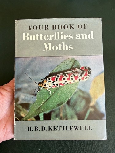 Your book butterflies - book, &