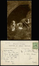 3 Dogs Puppies under Umbrella Dog Puppy Old Real Photo Postcard Russell Terrier