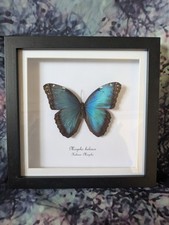 Helenor Morpho (Morpho