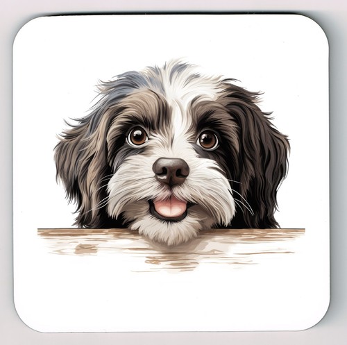 Peeking peeping havanese image - peeping,