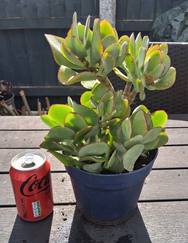 Crassula ovata succulent plant - succulent,