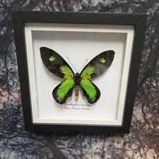 Queen Victoria's Birdwing