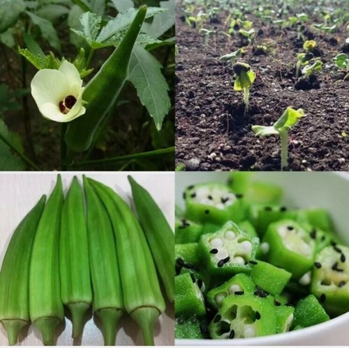100pcs okra bonsai seeds - okra,