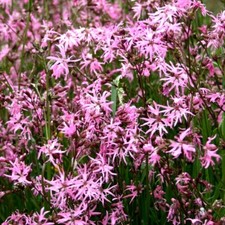 Ragged Robin Lychnis flos