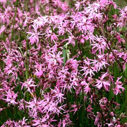 Ragged robin lychnis - ragged,