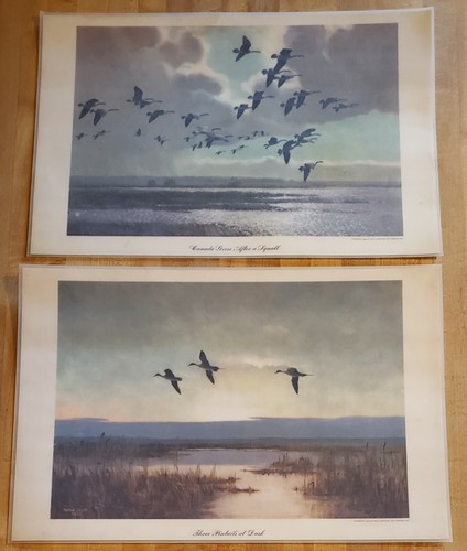 Sir peter scott 1953 - peter, prints