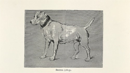 Brutus edwin landseer - edwin, 1869