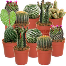 Cactus mix plants house - -,