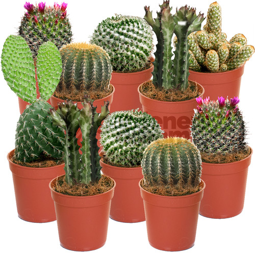 Cactus mix plants house - cactus,
