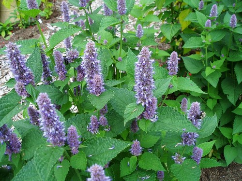 Lavender hyssop agastache - lavender,