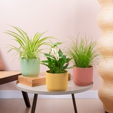 Easy Care House Plant Bundle - Spider Plant, Cat Grass, Peace Lily Indoor Plants