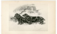 FIELD SPANIEL RARE ANTIQUE