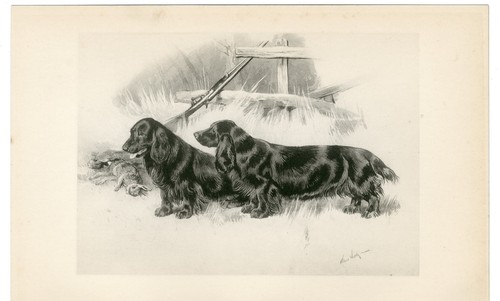 Field spaniel rare antique - field,