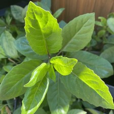 Further Sale - Rare Diabetics Plant/Gynura procumbens with Longevity Spinach 
