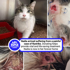 Donate To Help Cats & Kittens At Our Animal Centre - RSPCA H H B ?