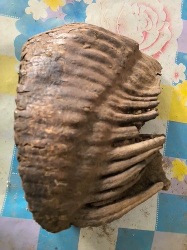 Ice age tooth fossils - ice,