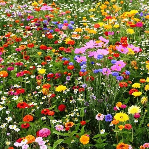 10kg wild flower seeds only - seeds,