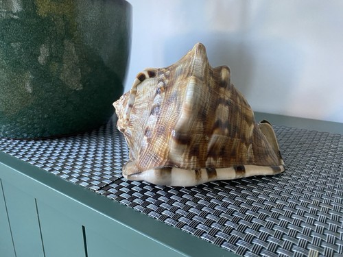 Queen conch horned sea - horned, shell