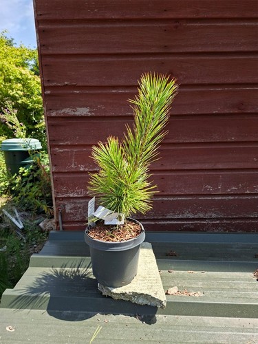 Pinus thunbergii ogon - ogon,