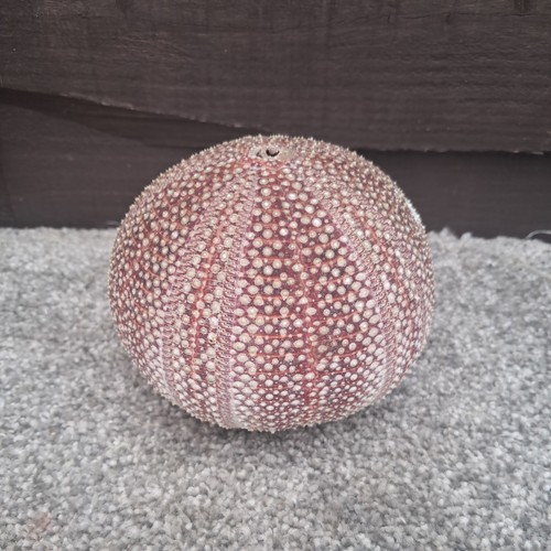 Sea urchin shell - sea,
