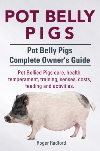 Radford pot belly pigs - radford,