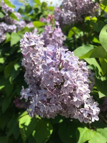 Syringa nadezhda lilac - syringa, 'nadezhda'