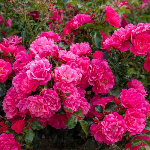 Rose plants pots 5 litre - plants, in