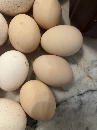 Fertile silkie eggs - fertile,