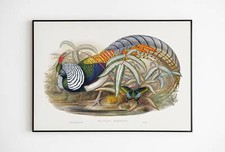 Lady Amherst Print pheasant