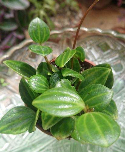 Peperomia angulata 6cm pot - peperomia, |