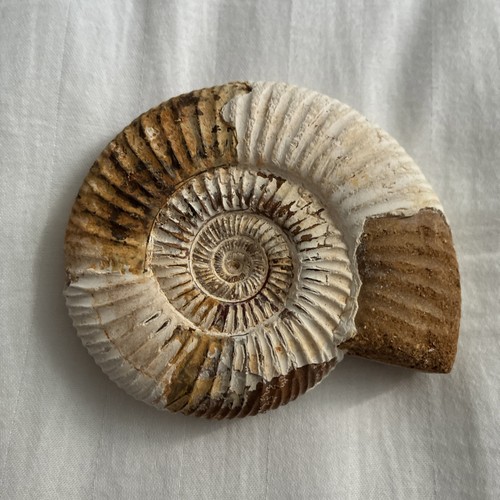 Natural ammonite fossil - fossil, 8