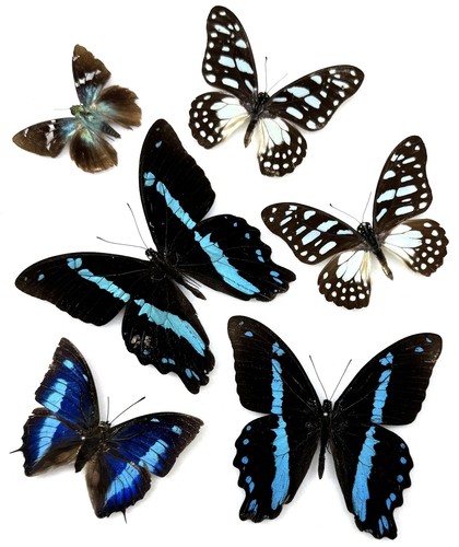 Real butterfly specimens - real,