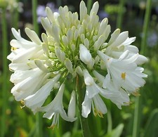 New Agapanthus Blittza white