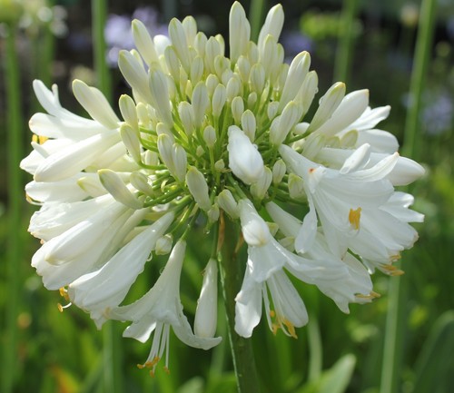 New agapanthus blittza white - new,