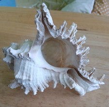 Large ramosus ramose murex - ramosus,