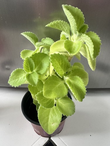 Spanish thyme broad - broad, leaf