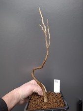 T11 wisteria Bonsai Tree