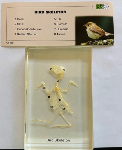 Real bug bird - real,