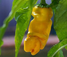 PETER PEPPER YELLOW chilli