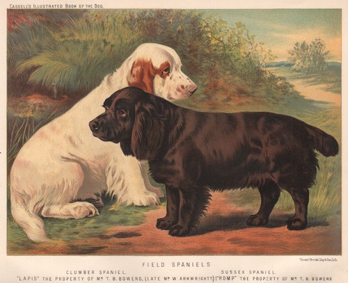 Dogs field spaniels - spaniels;, clumber