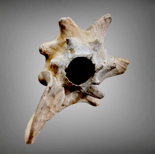 Old ritual conch trumpet horn - ritual,